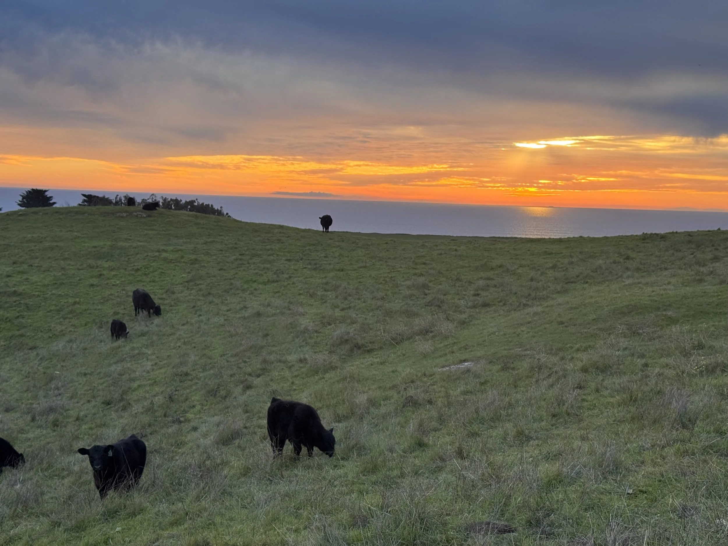 Medicating Away the Otherness