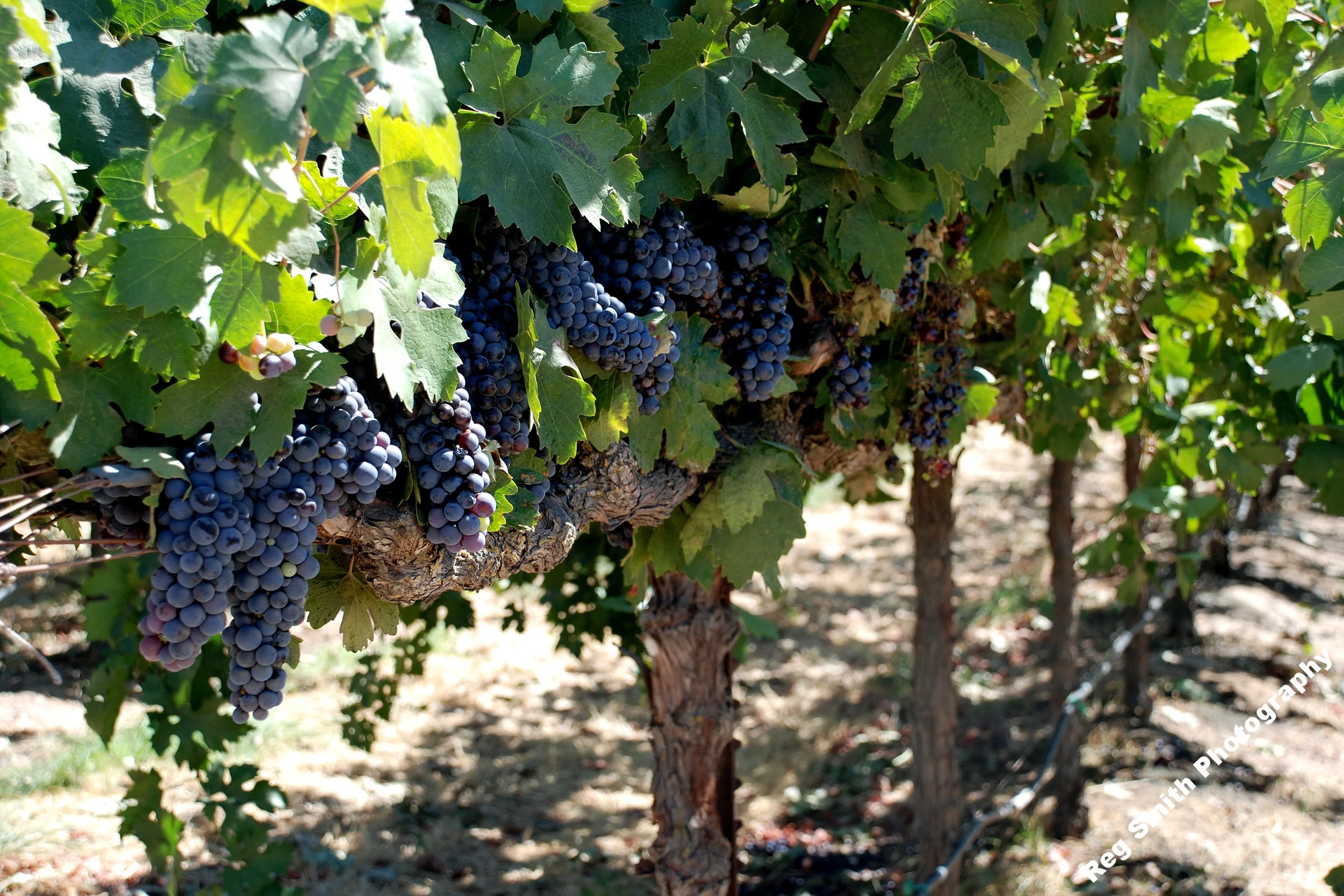    Wine Makins'    AG-10      Purchase    