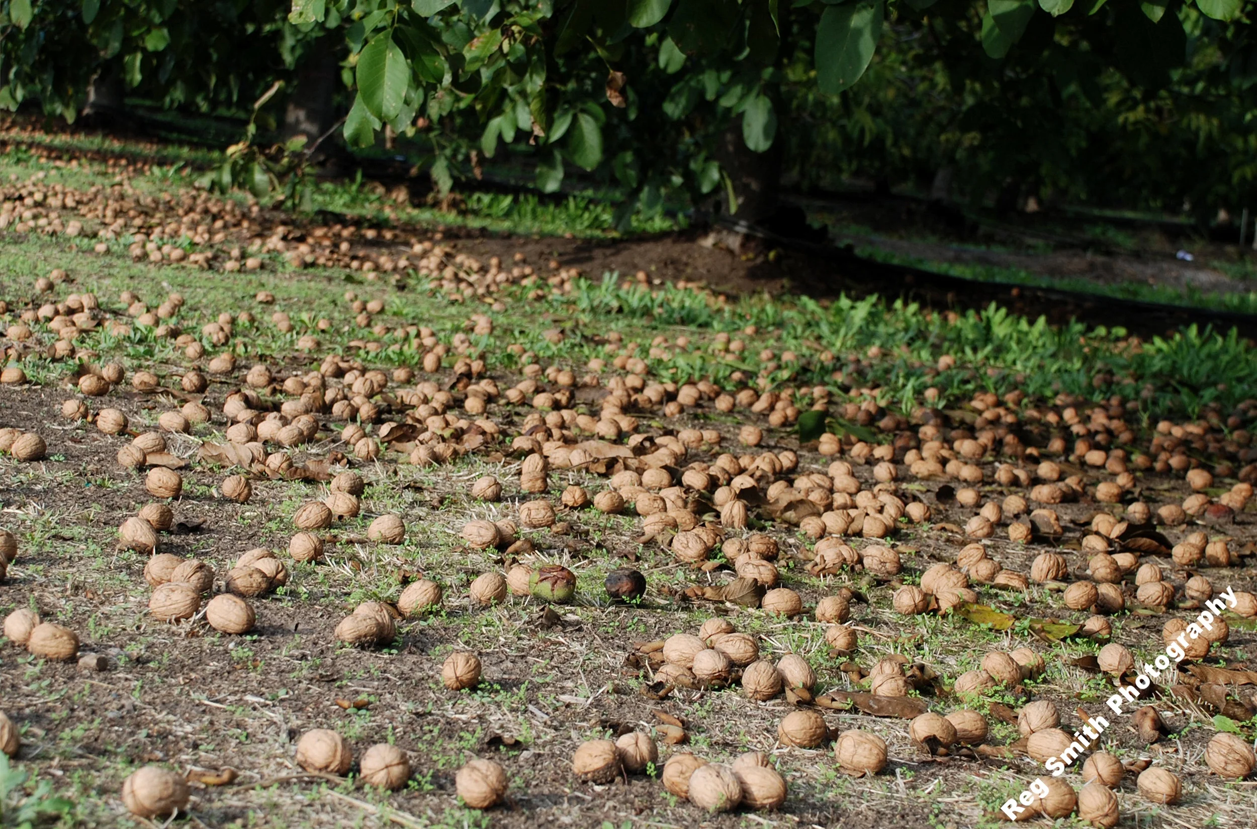     Walnuts on the Ground     AG-06      Purchase    