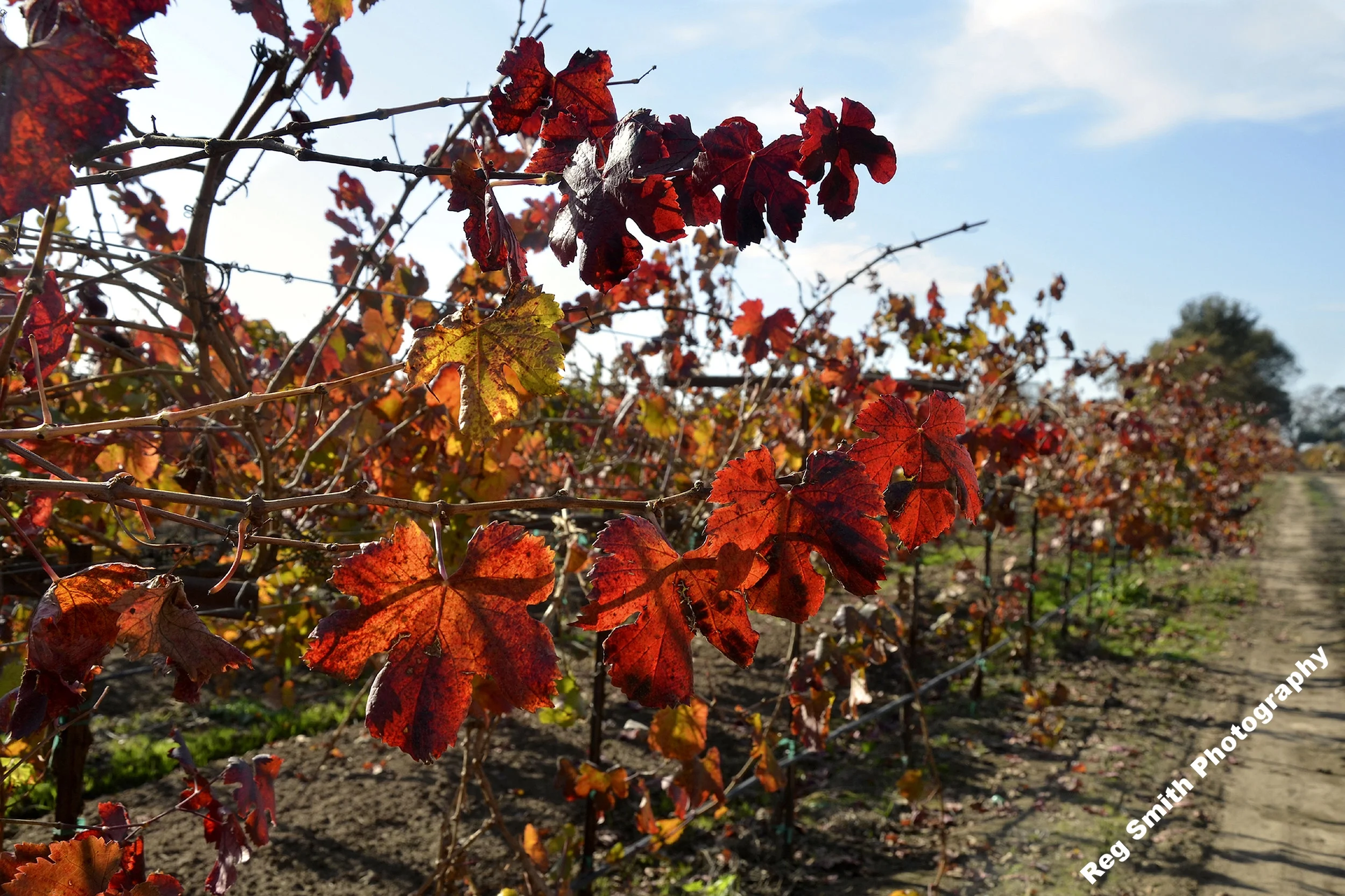    Fall Vineyard Red    AG-01      Purchase      Click a photo to enhance and magnify. 