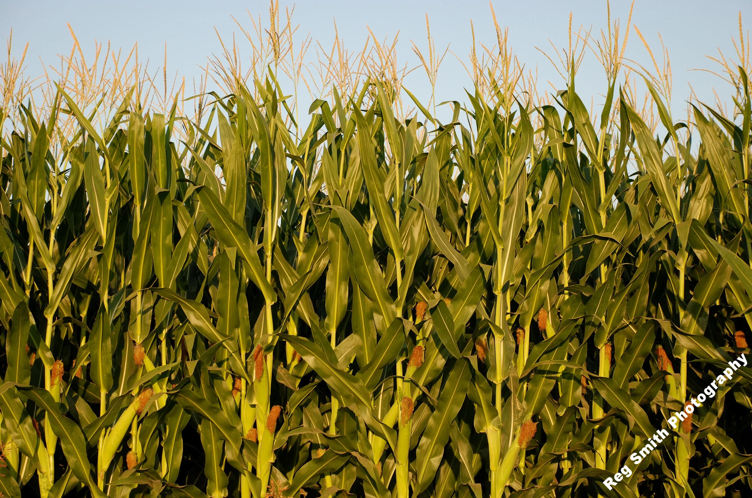    Corn    AG-16      Purchase    