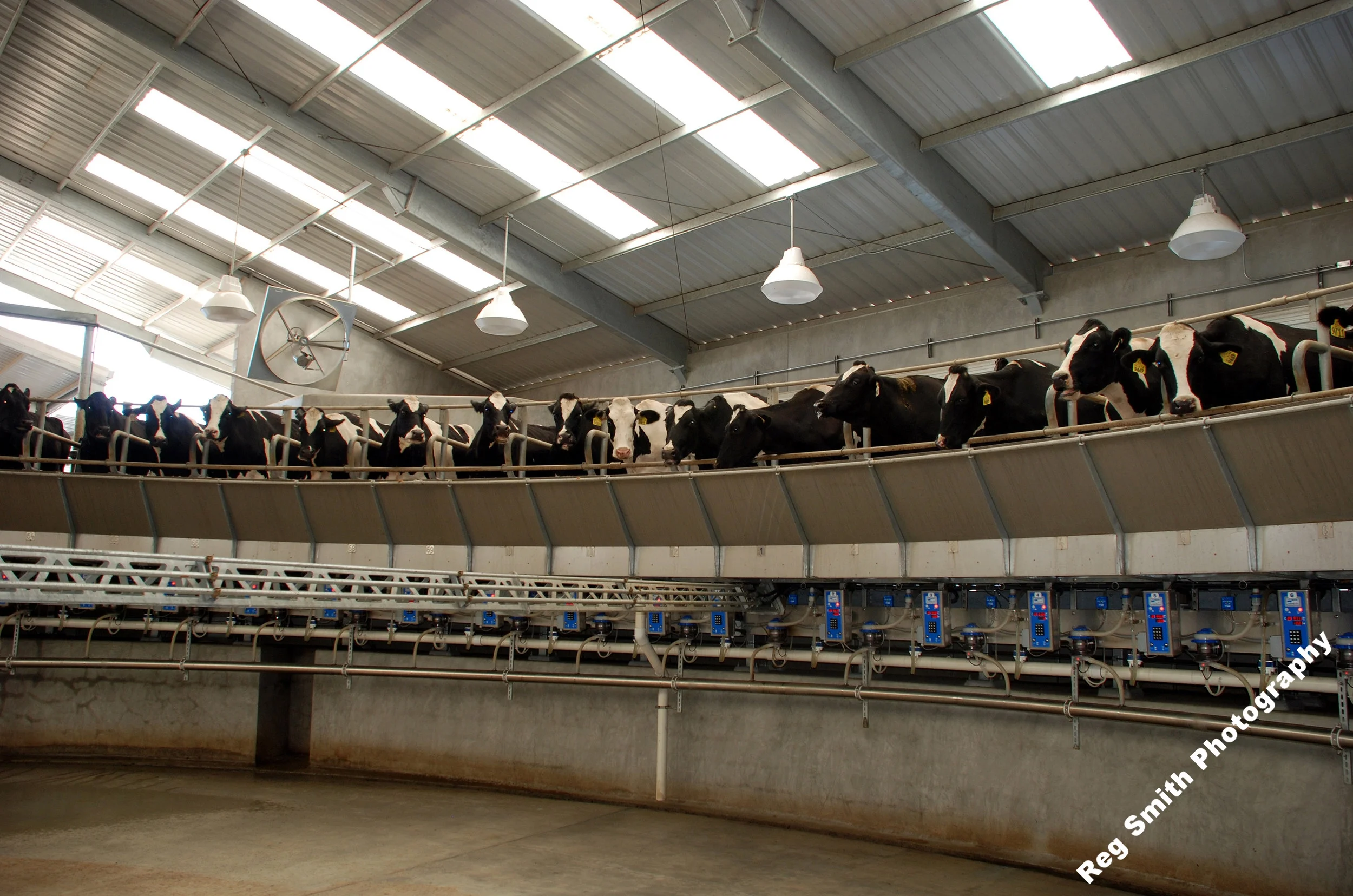    Holsteins on Carousel    AG-19      Purchase    