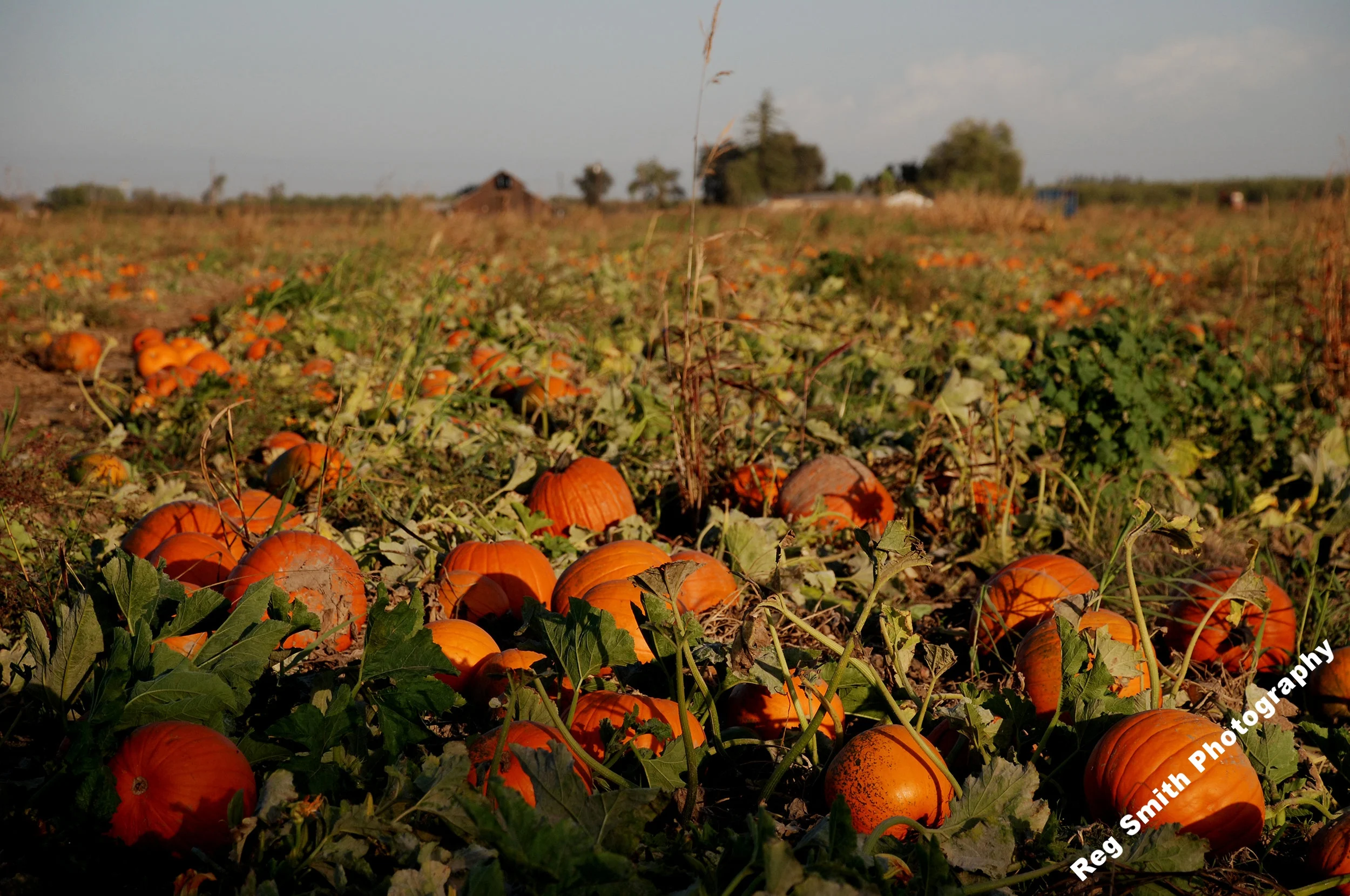    Pumpkin Patch    AG-17      Purchase    