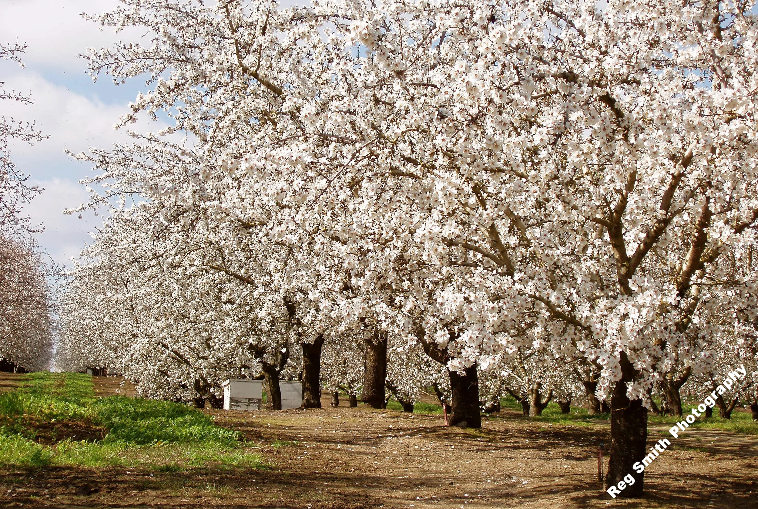   Almonds in Bloom    AG-05      Purchase    