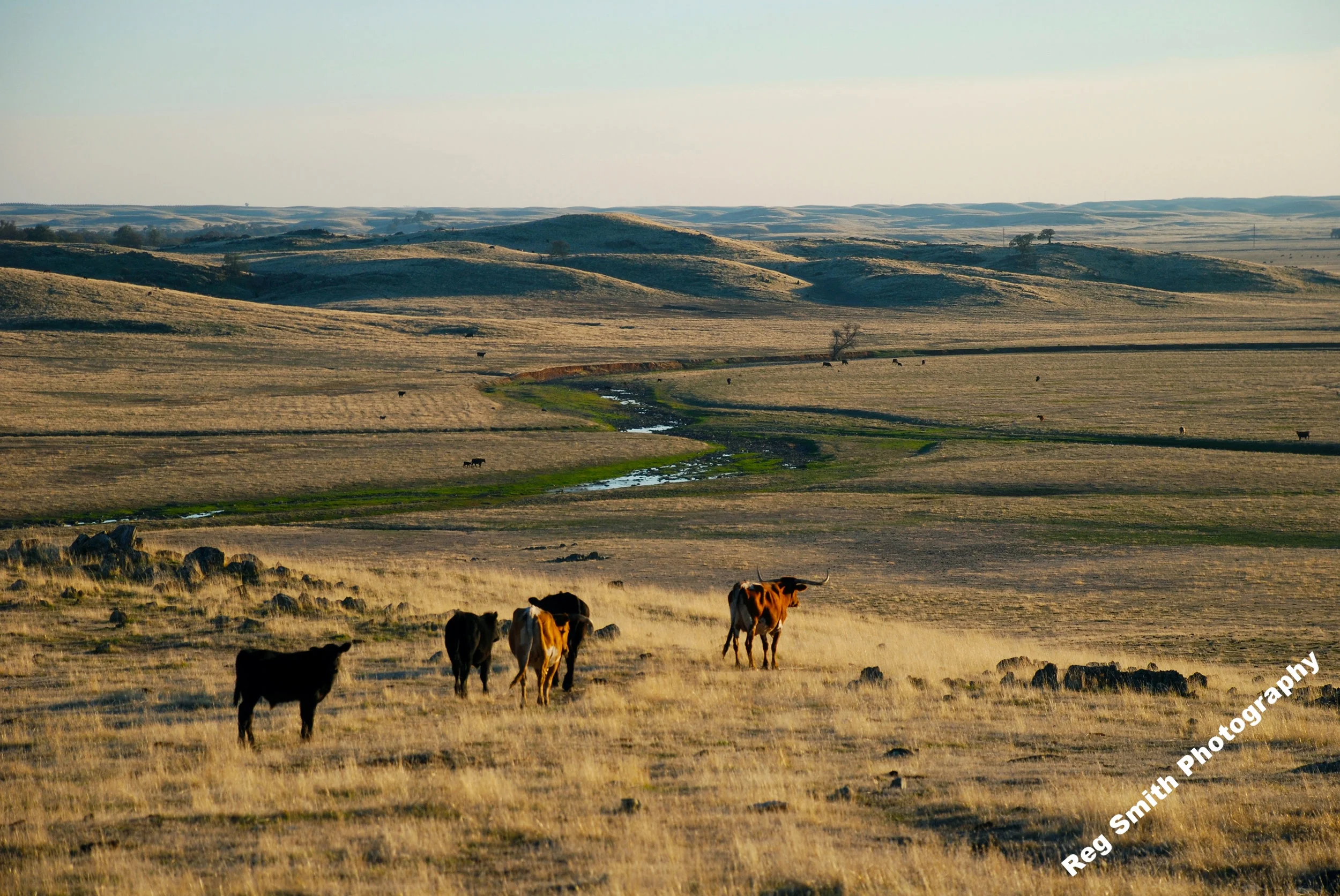    Open Range    AG-12      Purchase    