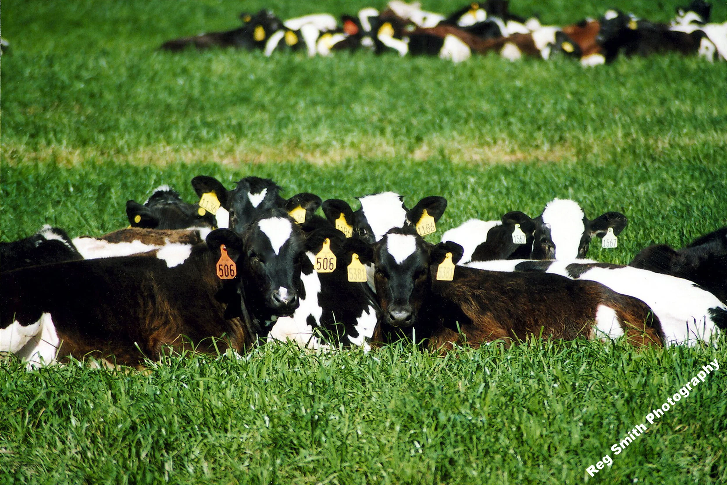    Holstein Heifers    AG-20      Purchase    