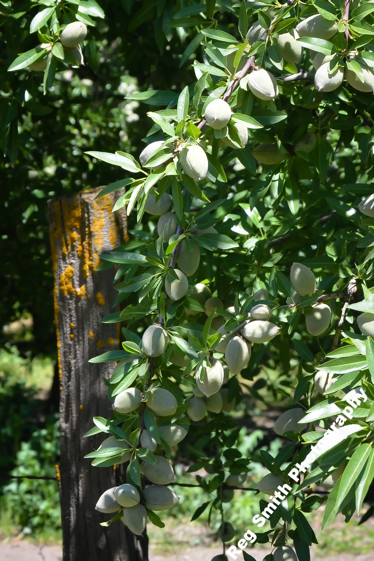   Almonds    AG-11      Purchase    