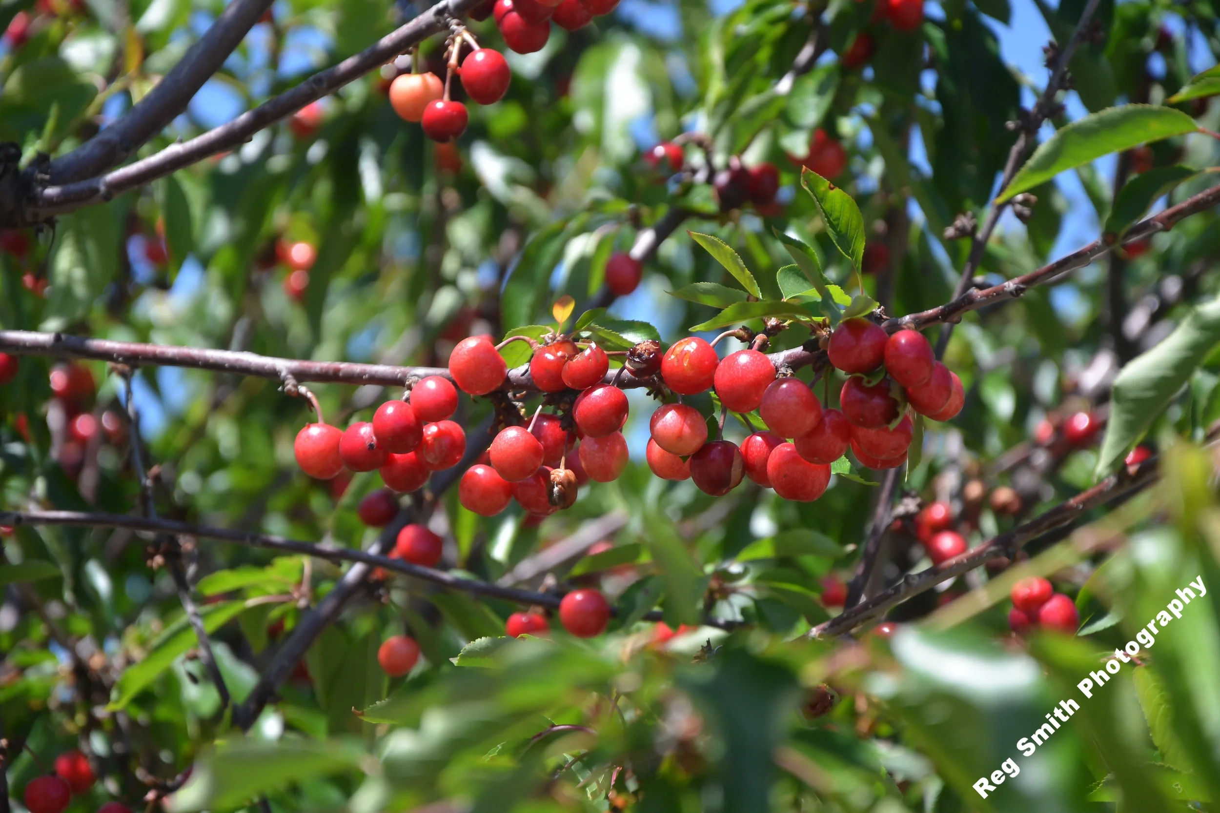    Cherries    AG-24      Purchase    