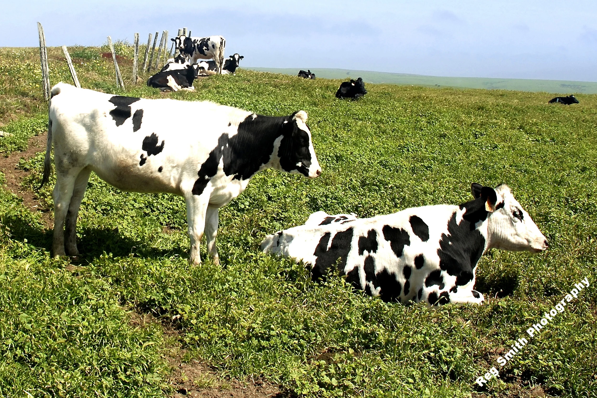    Pasture Holsteins    AG-07      Purchase    