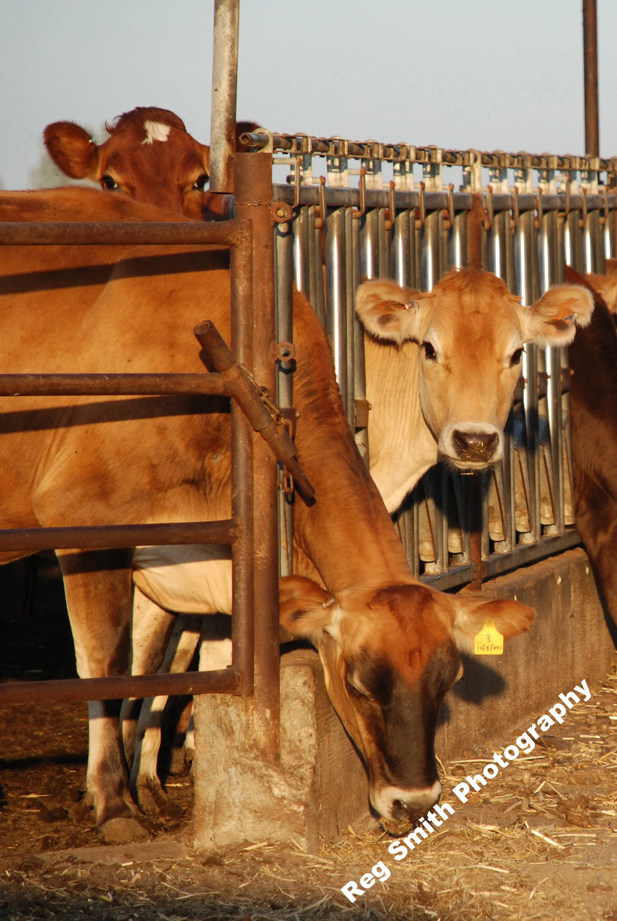    Jersey Girls    AG-09      Purchase    