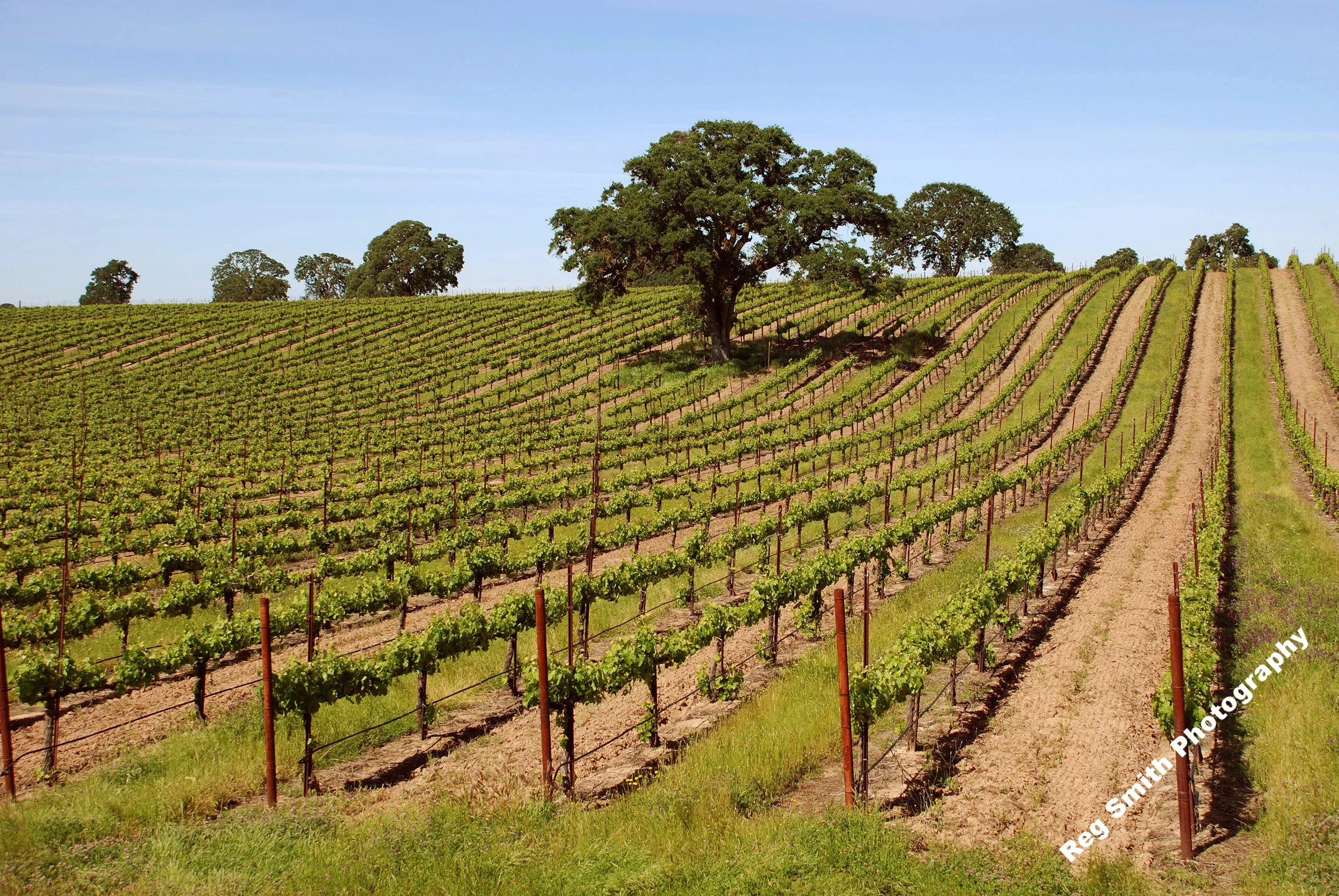    Foothill Vineyard    AG-21      Purchase    