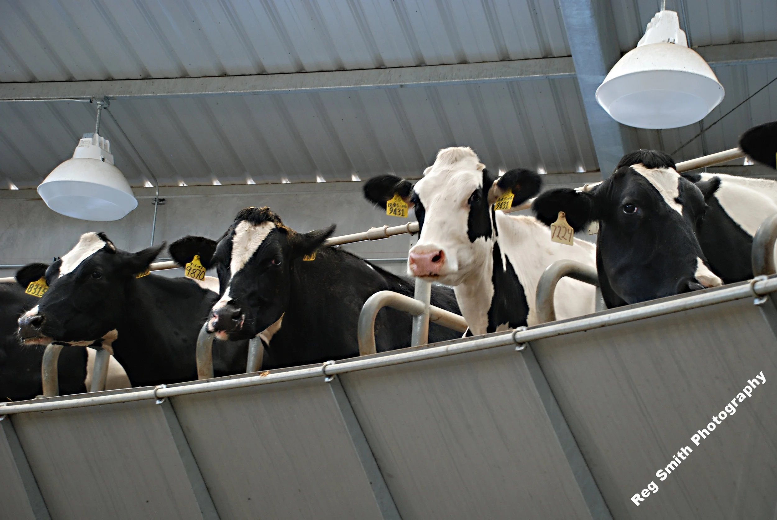    Rotary Holsteins    AG-25      Purchase    