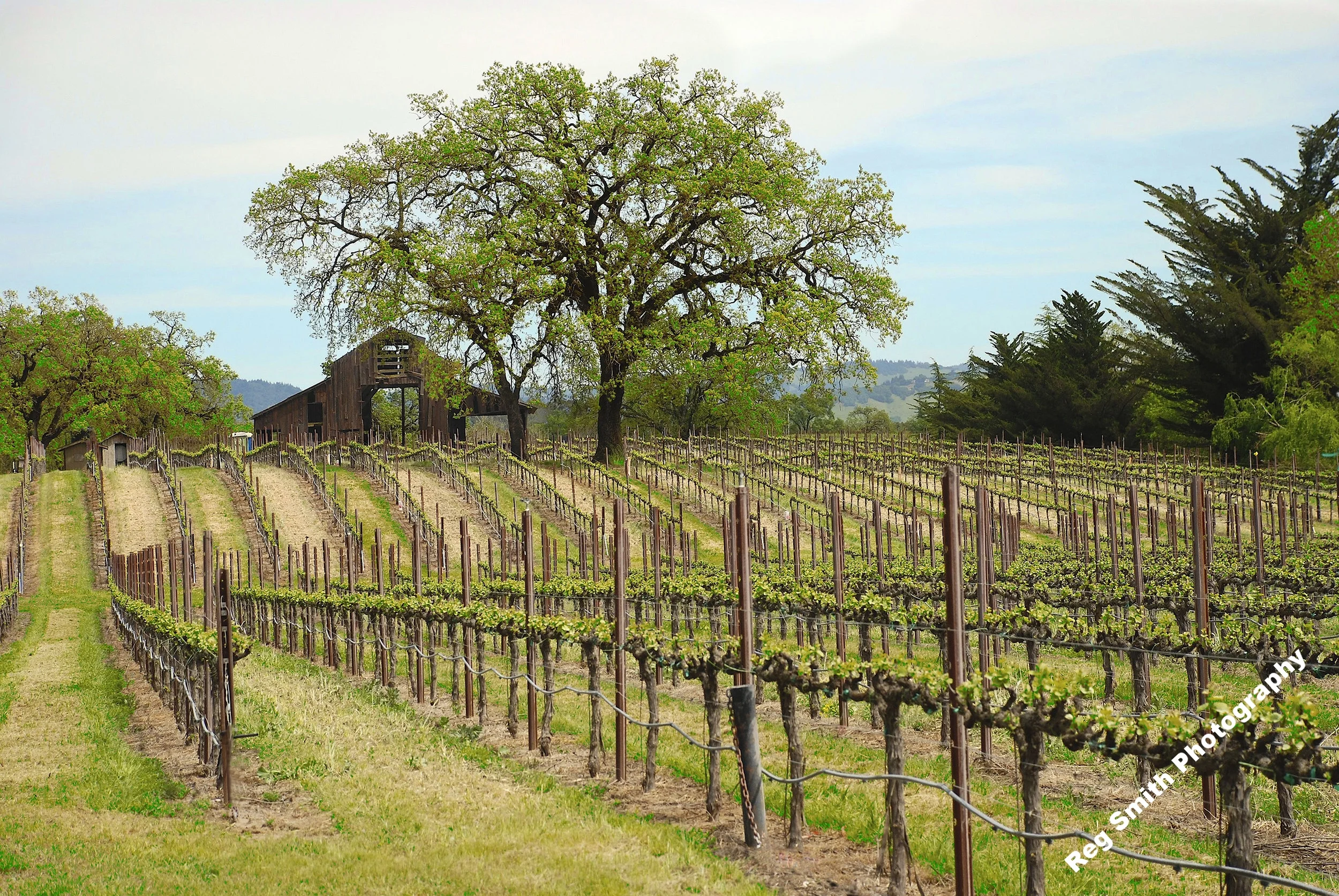    Sonoma County Vineyard, CA    AG-26      Purchase    