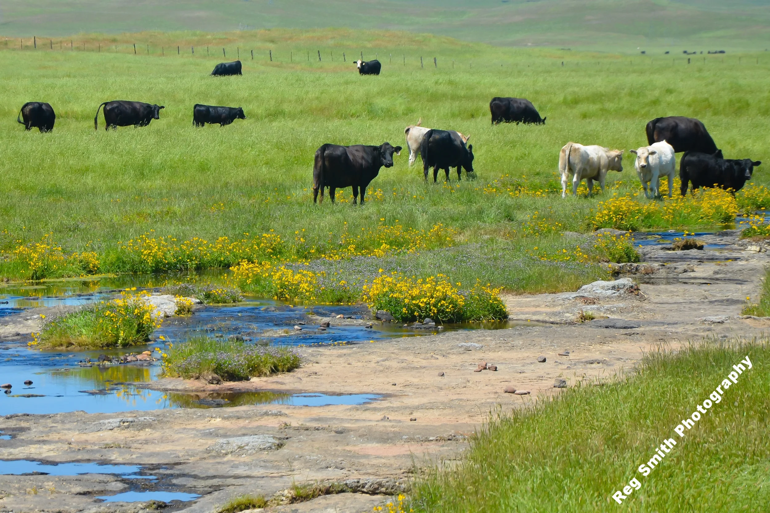    Springtime, Plenty of Grass    AG-02      Purchase    