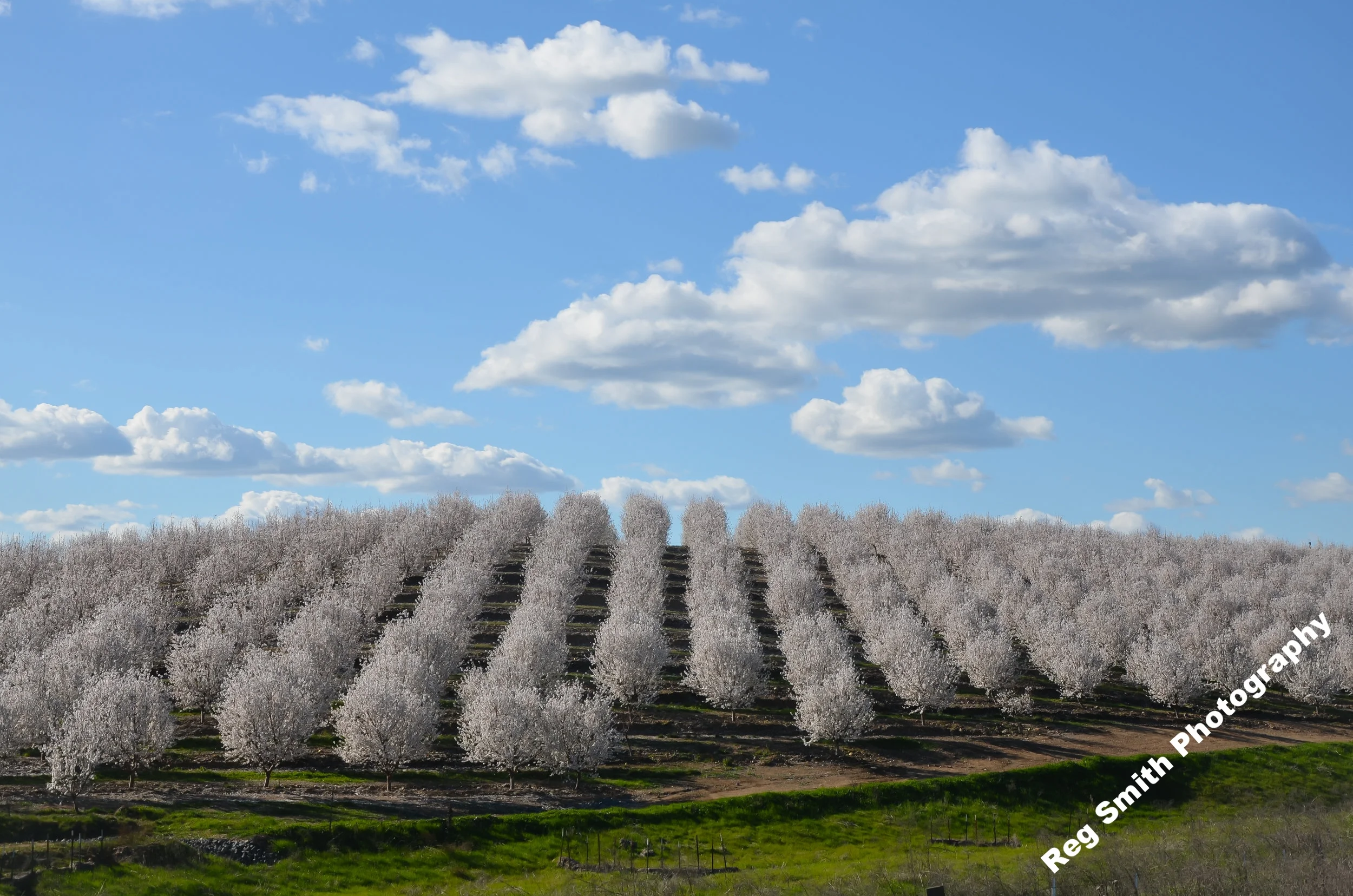   Hillside Almonds  AG-29    Purchase    