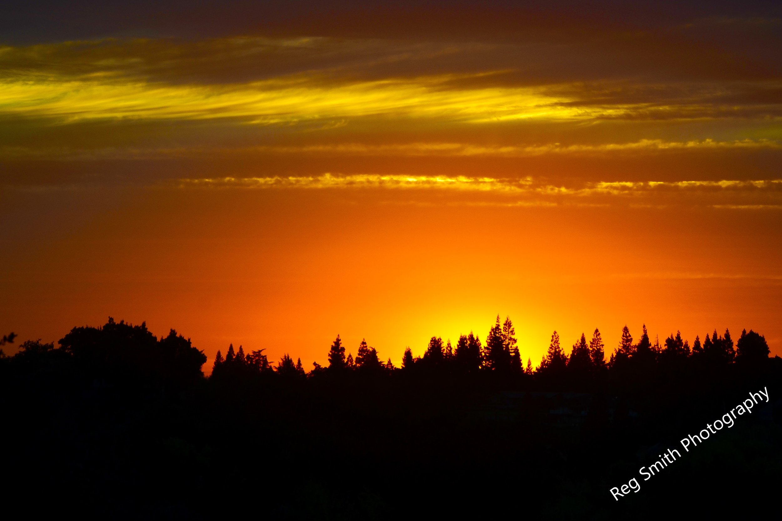   Tree Line Sunset  LS-10    Purchase    