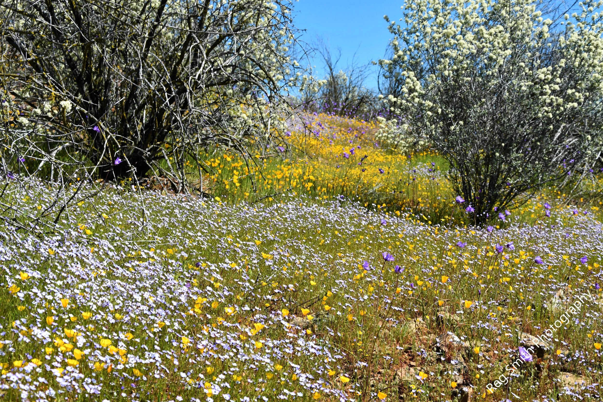   So Many Flowers  FL-22    Purchase    