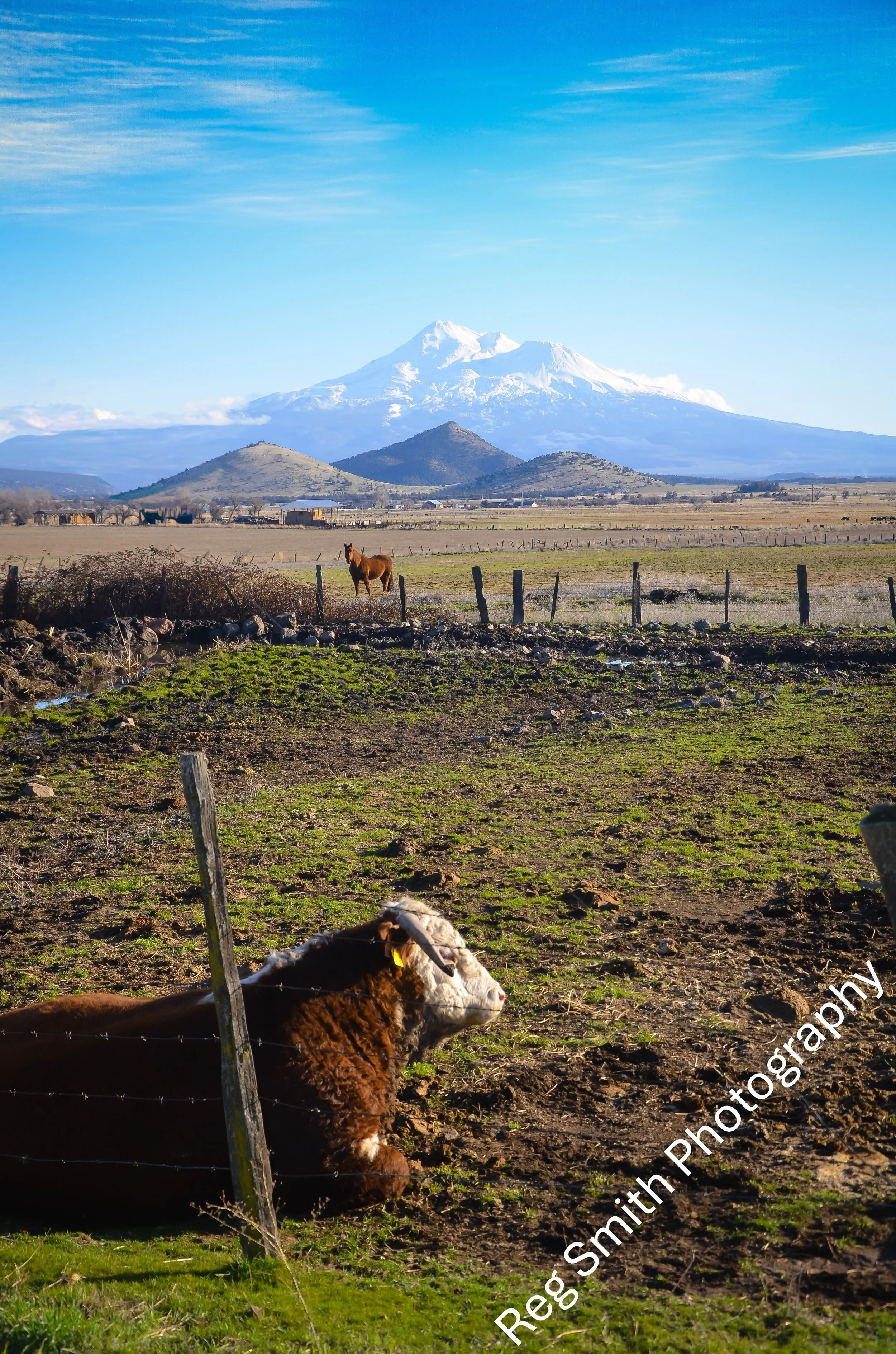   Bull, Horse &amp; Mt. Shasta  AG-18    Purchase    