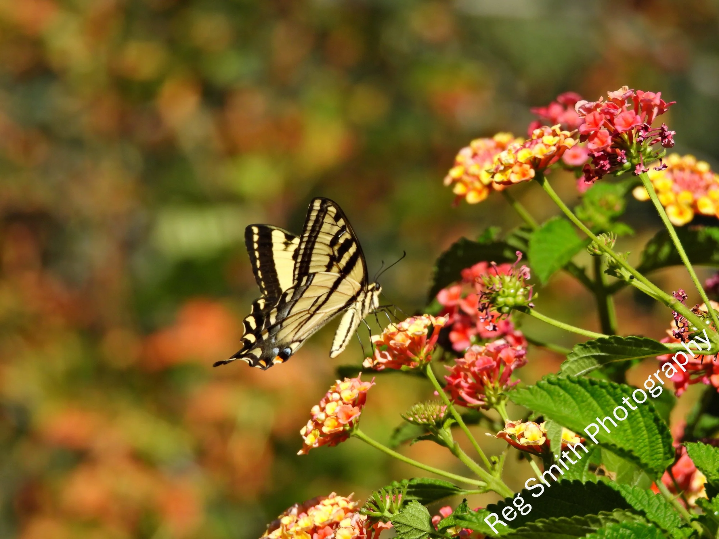   Western Tiger Swallowtail Butterly  WL-20 ‍   Purchase    