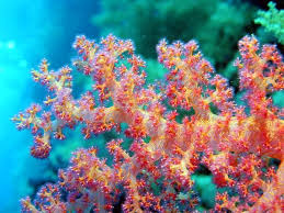 coral.jpg