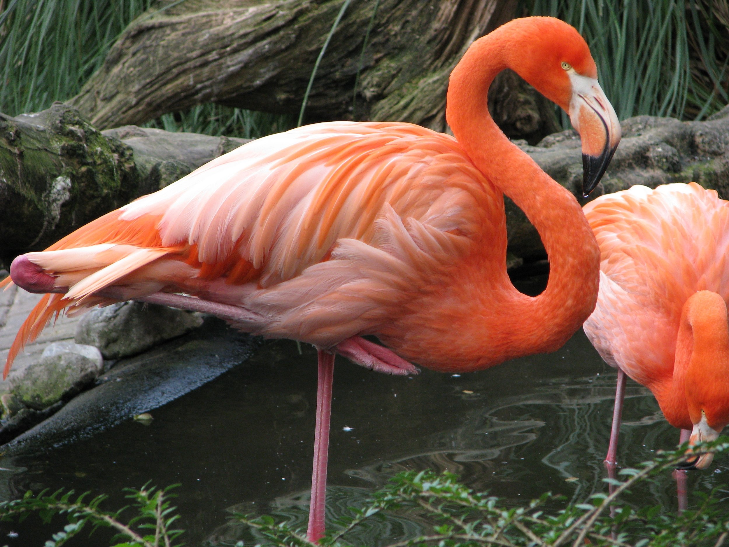 flamingo-272040.jpg
