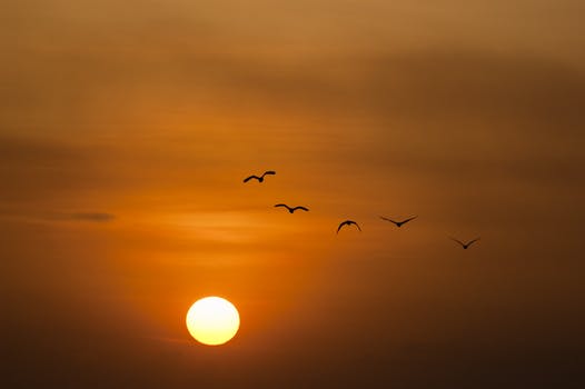 birds at sunset.jpeg