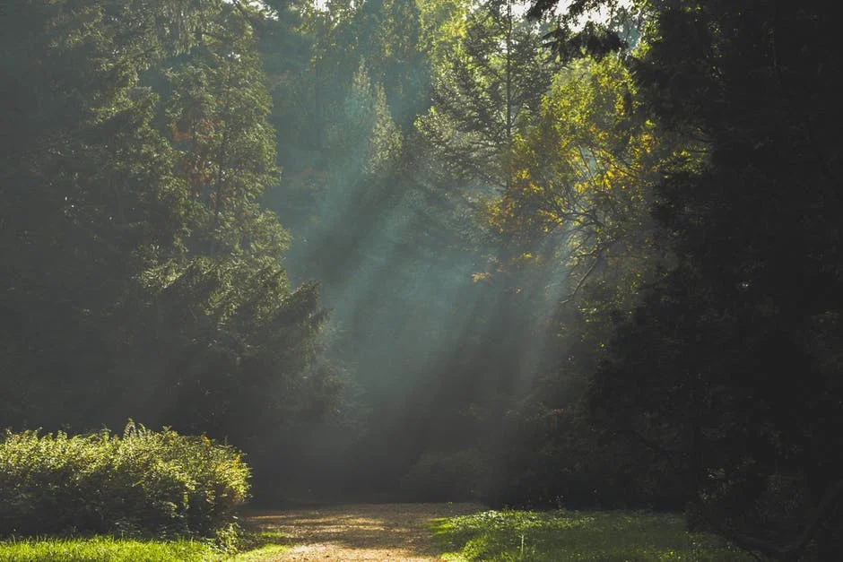 light through trees.jpg