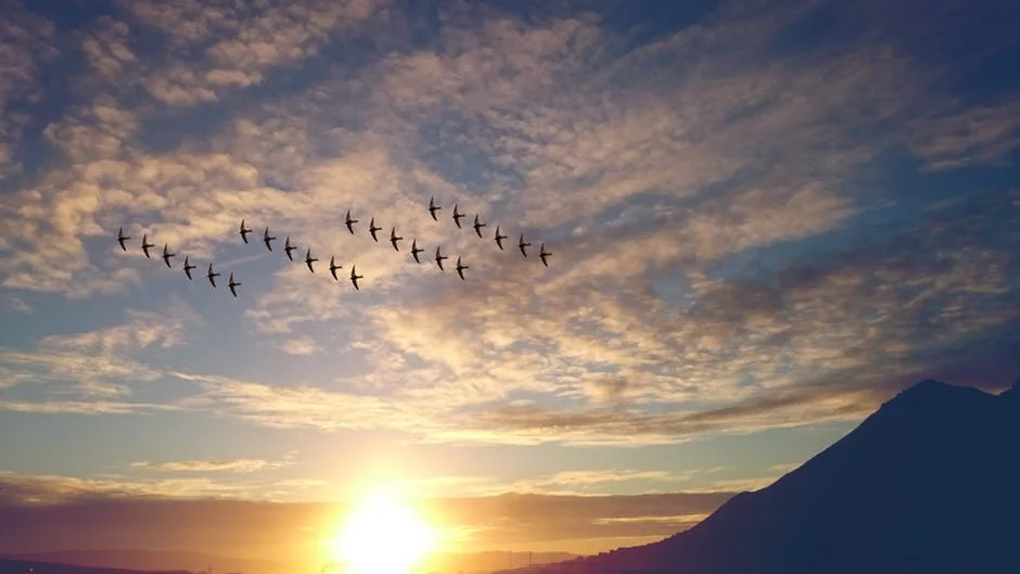 birds soaring.jpg