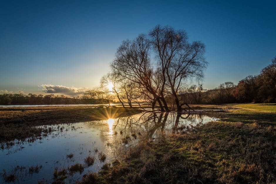 tree in stream.jpeg