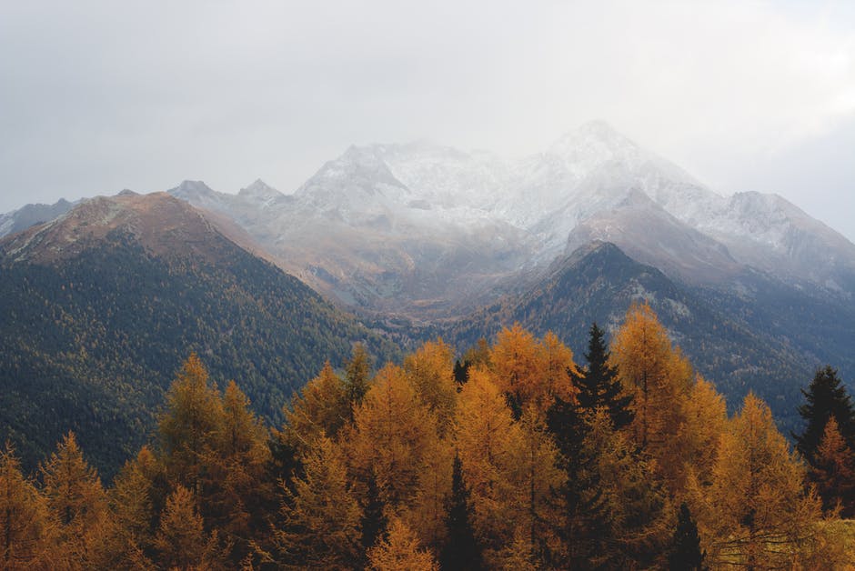 trees and mountain.jpeg