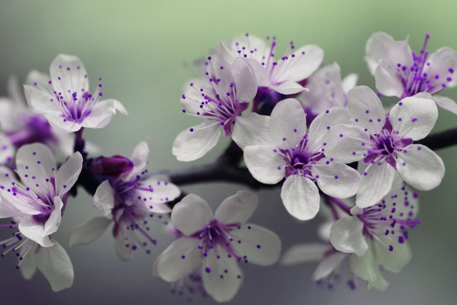 purpleflower.jpeg