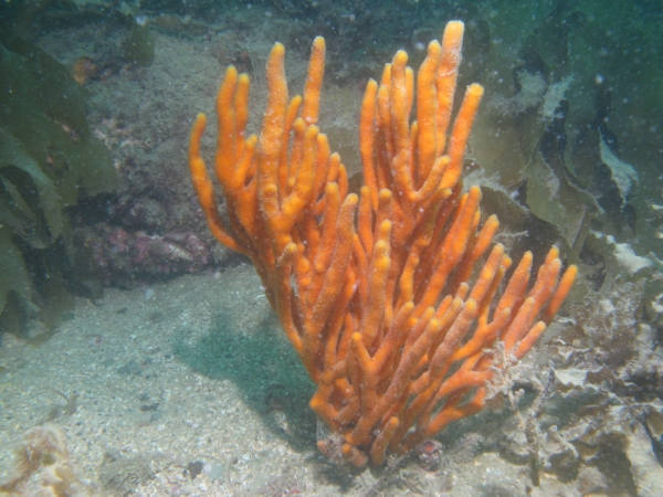 The NZ marine sponge Raspailia topsenti .