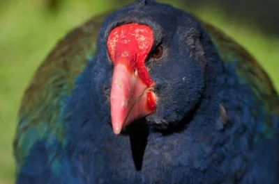 The takahē, once thought to be extinct but now recovering thanks to intensive conservation efforts (photo courtesy of Andrew Digby).