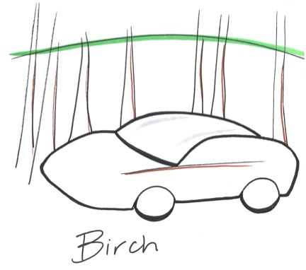 birch.jpeg
