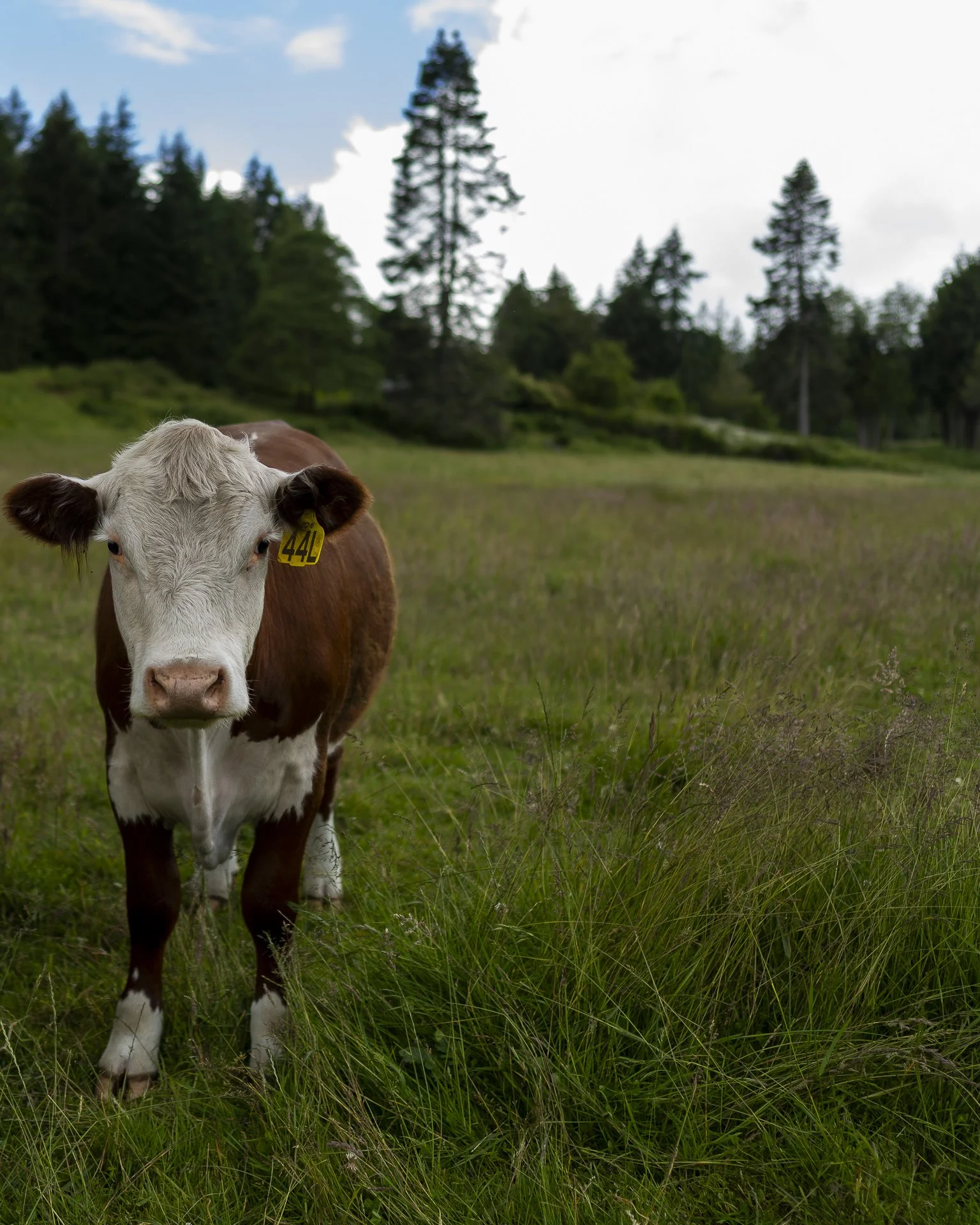 Chase + Stella-8.jpg