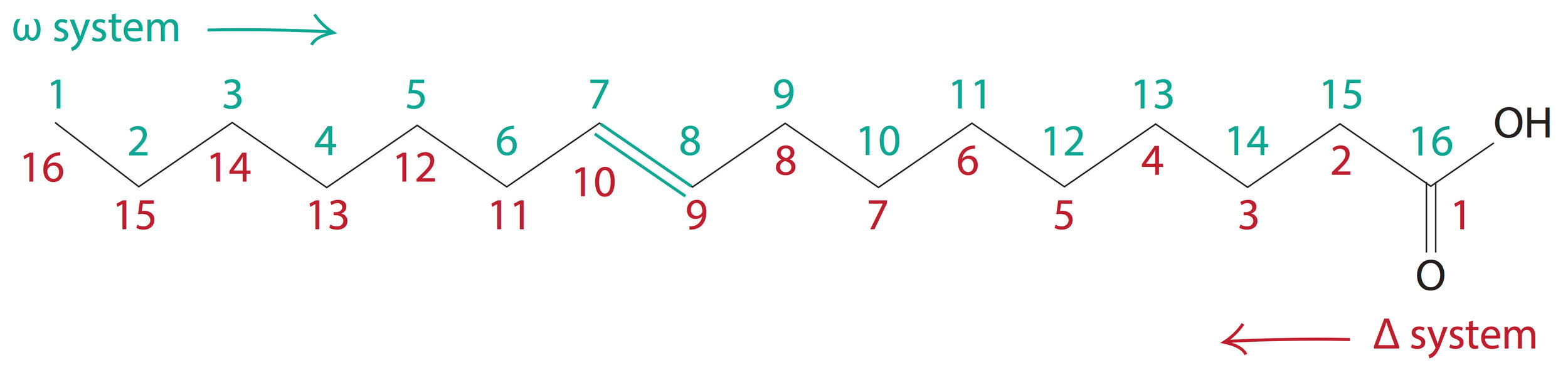 Fatty Acids The building blocks of lipids — Firstclass