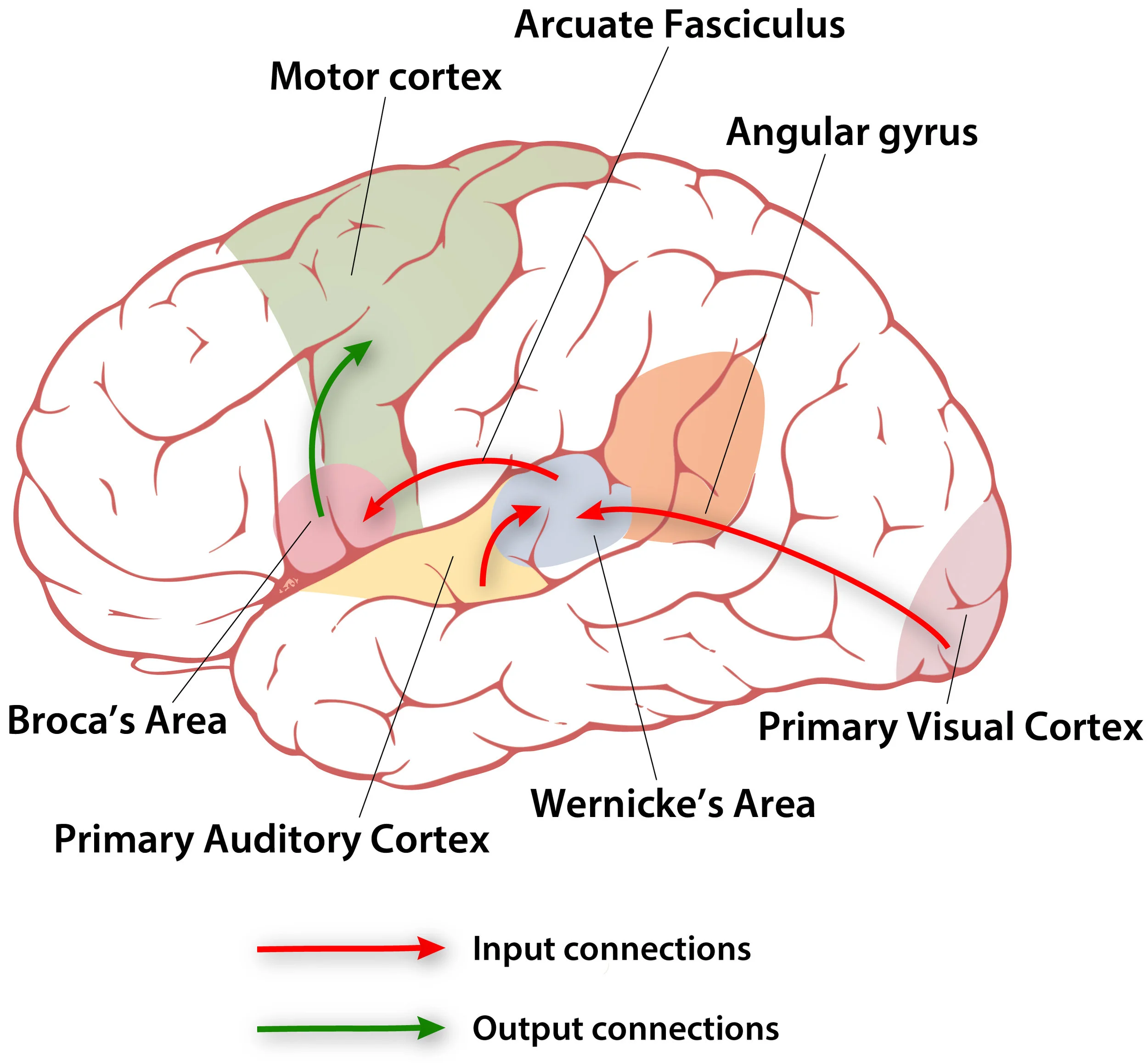 Circuit of Communication The pathway of human thoughts — Firstclass