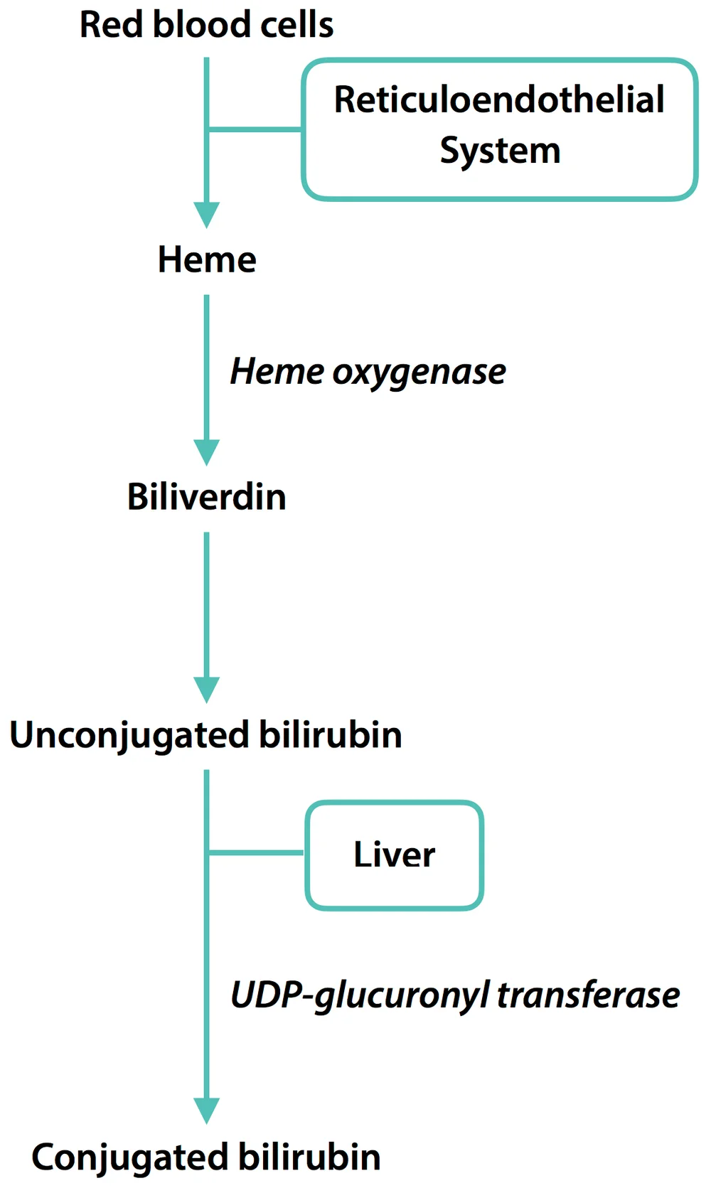 Neonatal Jaundice The Physiological Jaundice In Newborns Firstclass