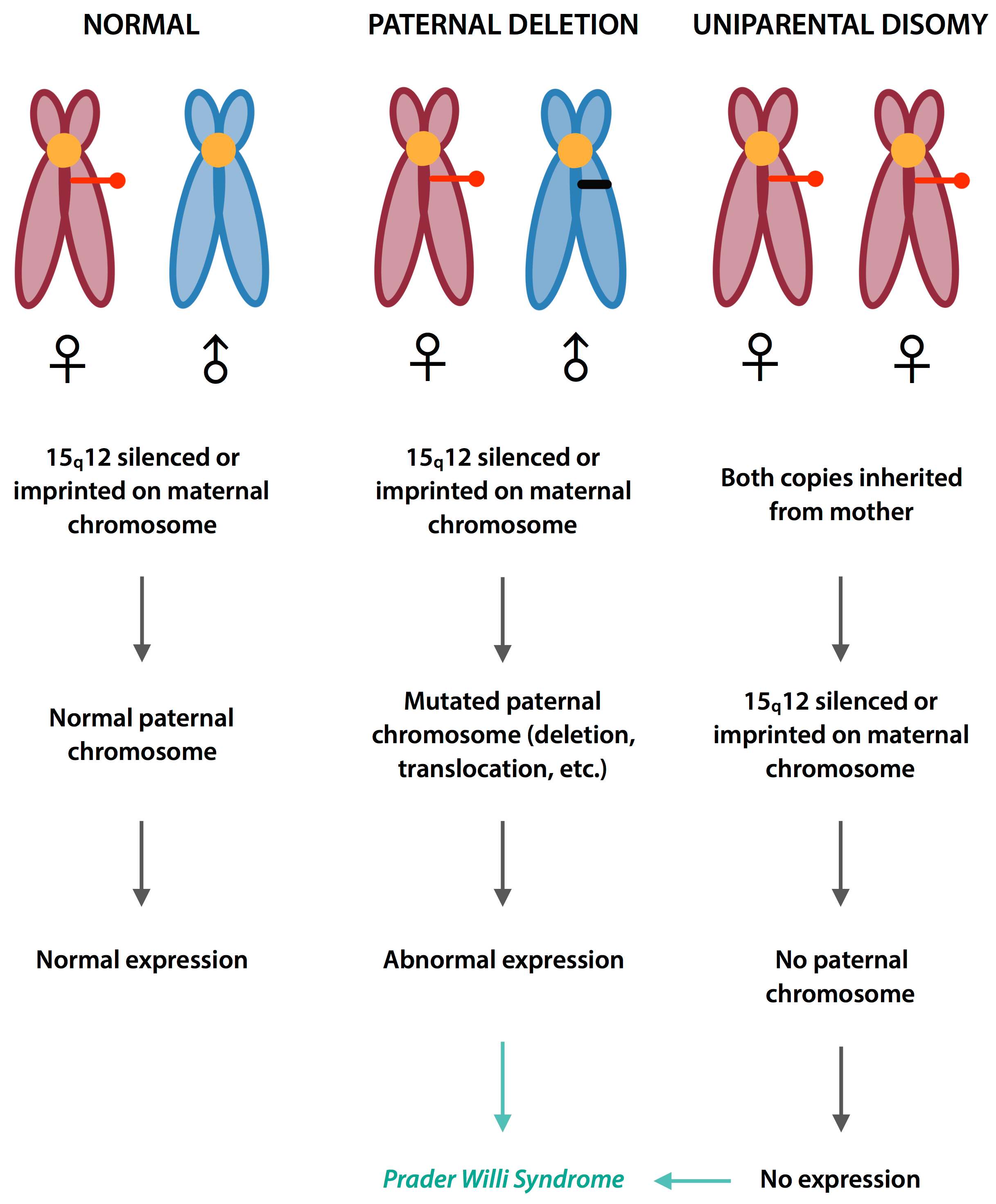 Genomic Imprinting A Whole New Pattern Of Inheritance Firstclass