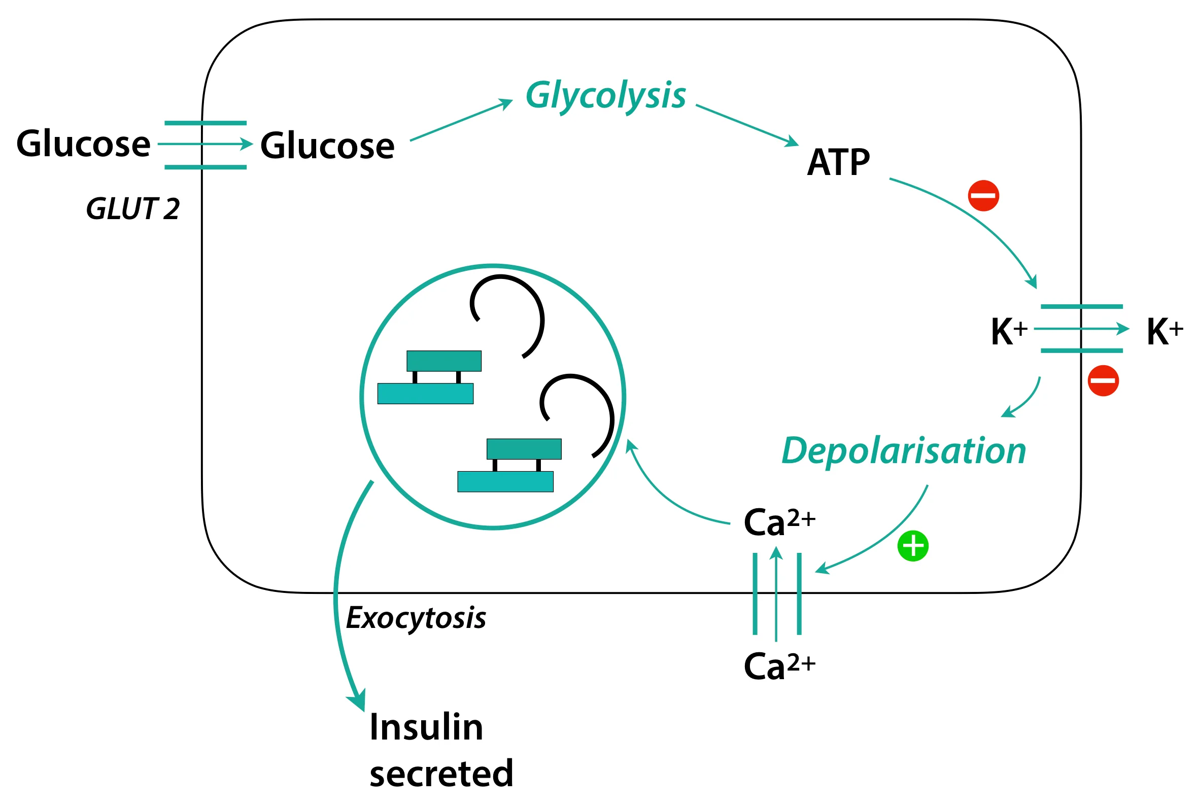 Insulin Secretion The Untold Story — Firstclass