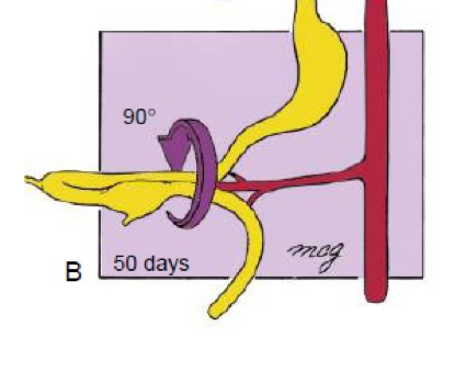 Gut Rotation - The Twist of Fate — Firstclass