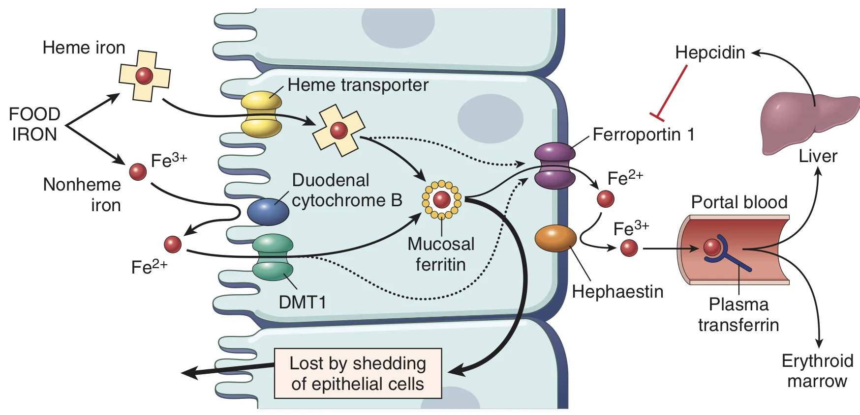 Iron Metabolism The story of a shopaholic — Firstclass