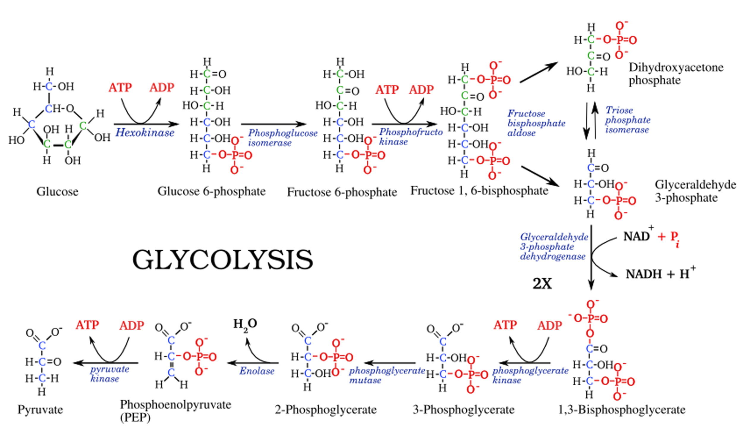 Glycolysis1.png