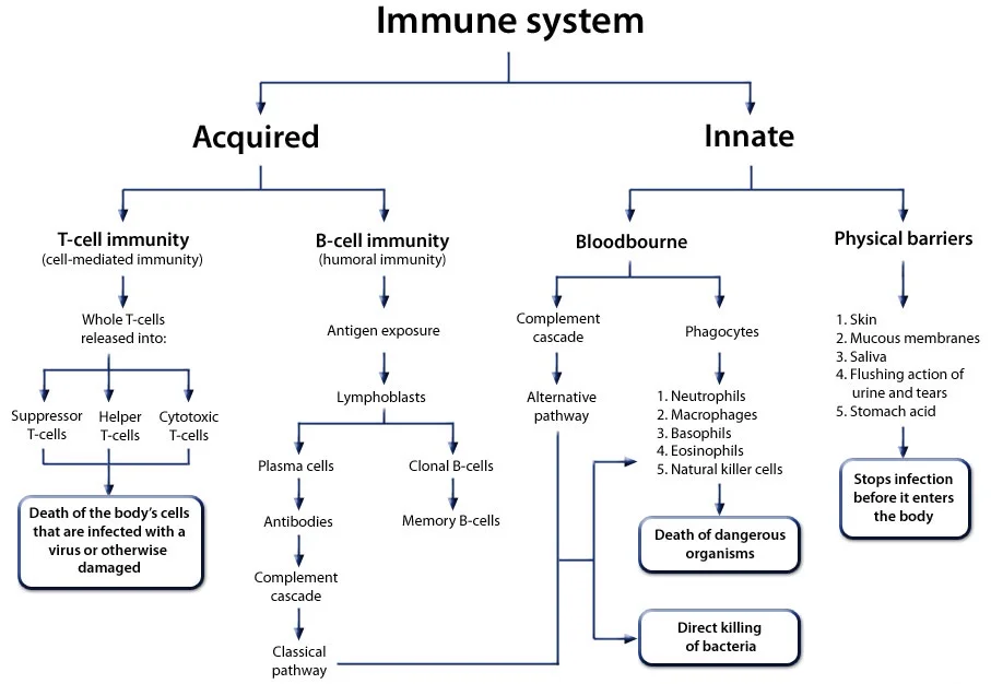 Immune_system_large.jpg