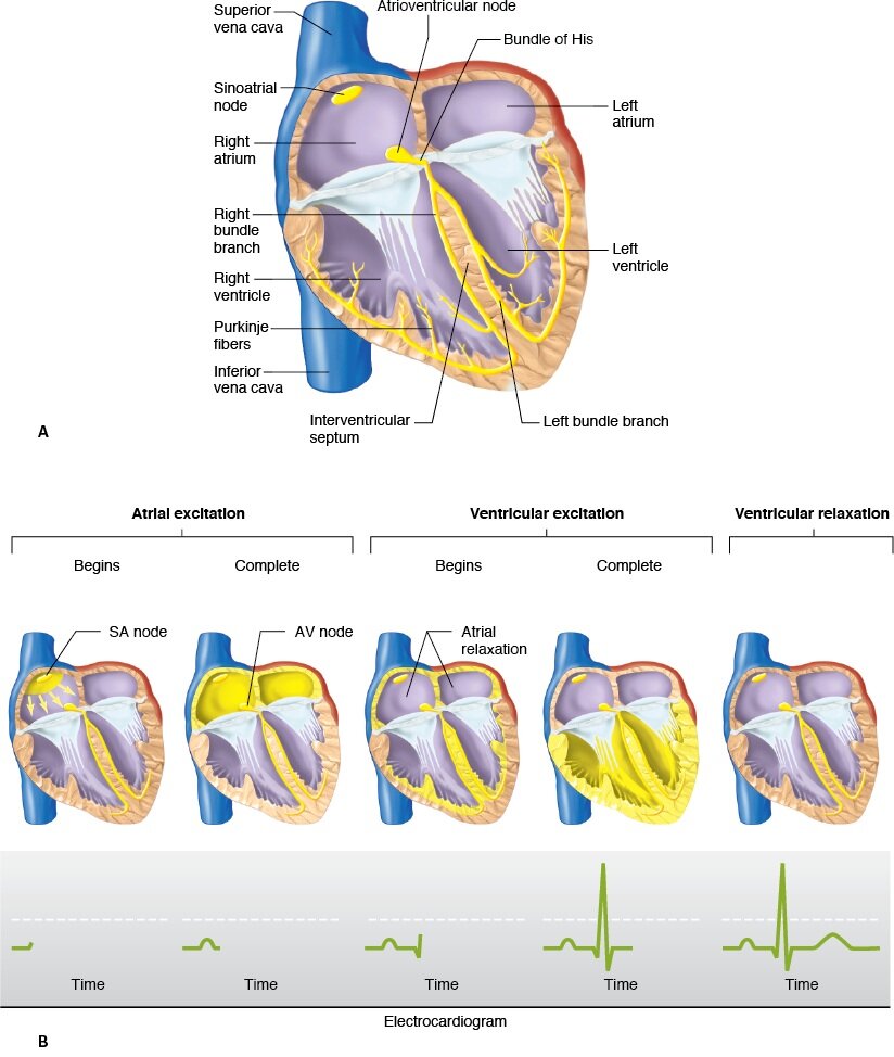 Introduction to Arrhythmias - An Electrical Enigma — Firstclass