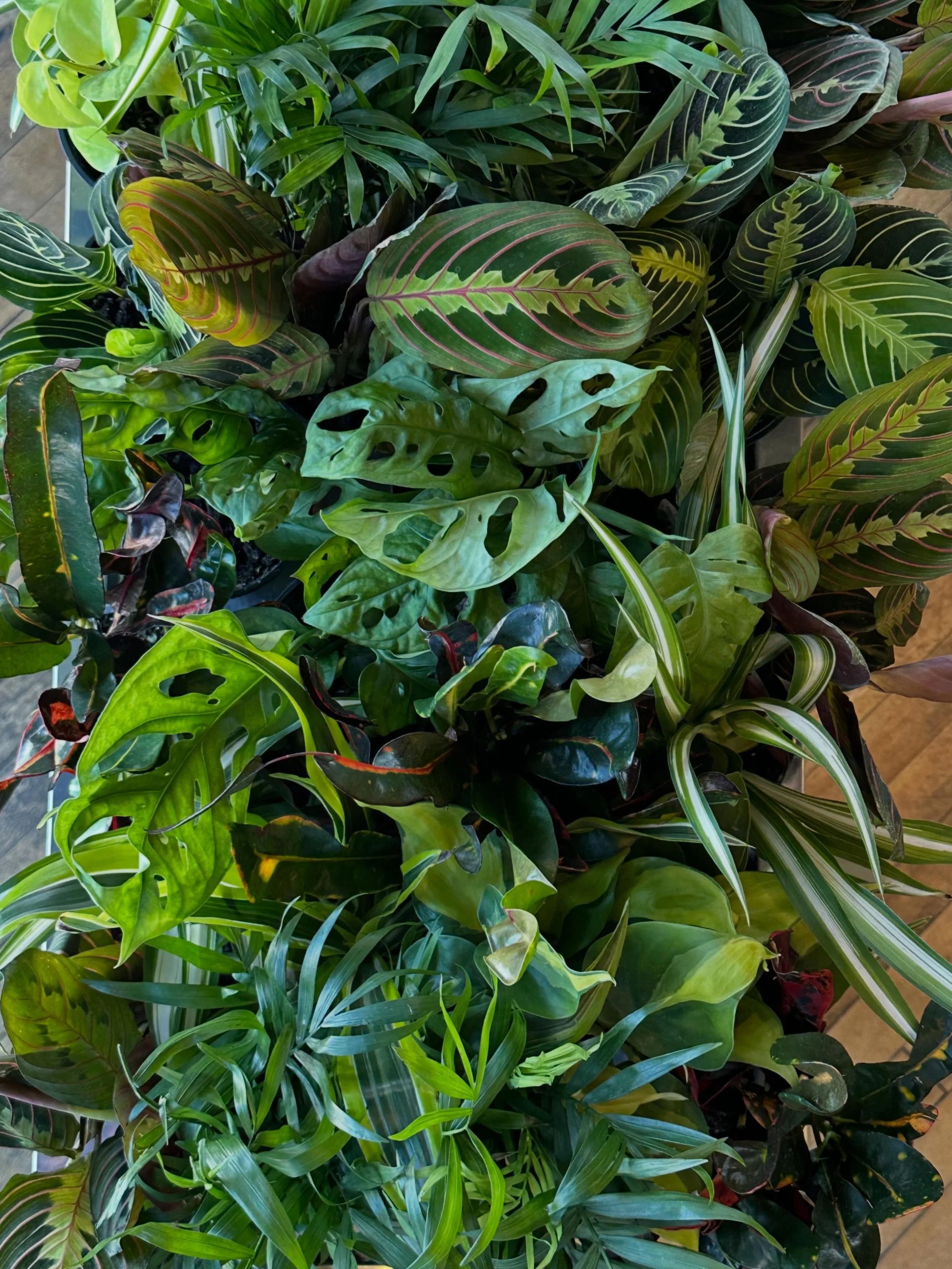 our favorite restock 🌱🌞

#houseplants #restock #caldwellidaho #shoplocal #flyingmcaldwell