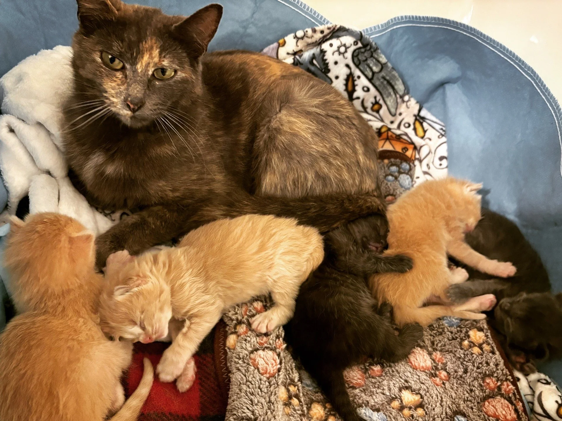 Mama Brie and her cheese plate of boys (Cheddar, Parmesan, Pepper Jack, Gouda, and Bleu) would like to remind you its kitten season and spay and neuter your pets. 🐈