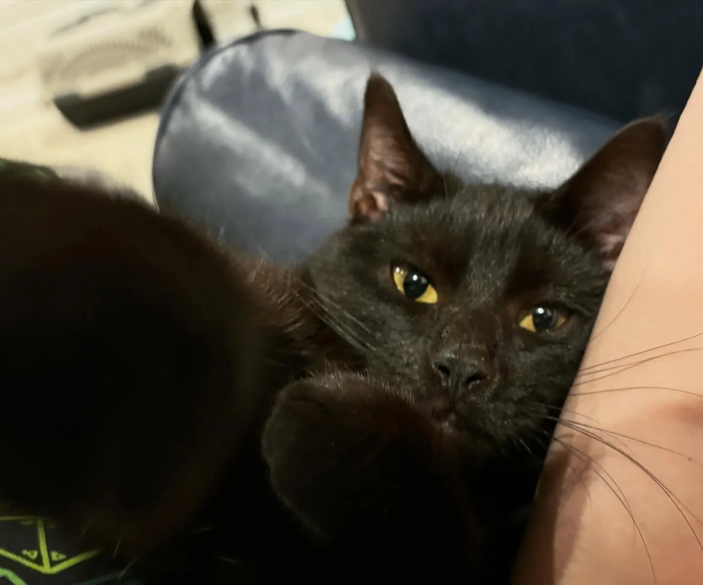 Meet Cosmo, my first foster with @furryfriendswa! He is settling in as my temporary library/writing assistant.

He is a tiny 6mo old boy and looking for someone who will let him be an absolute love barnacle, because this little guy LOVES people. Shou