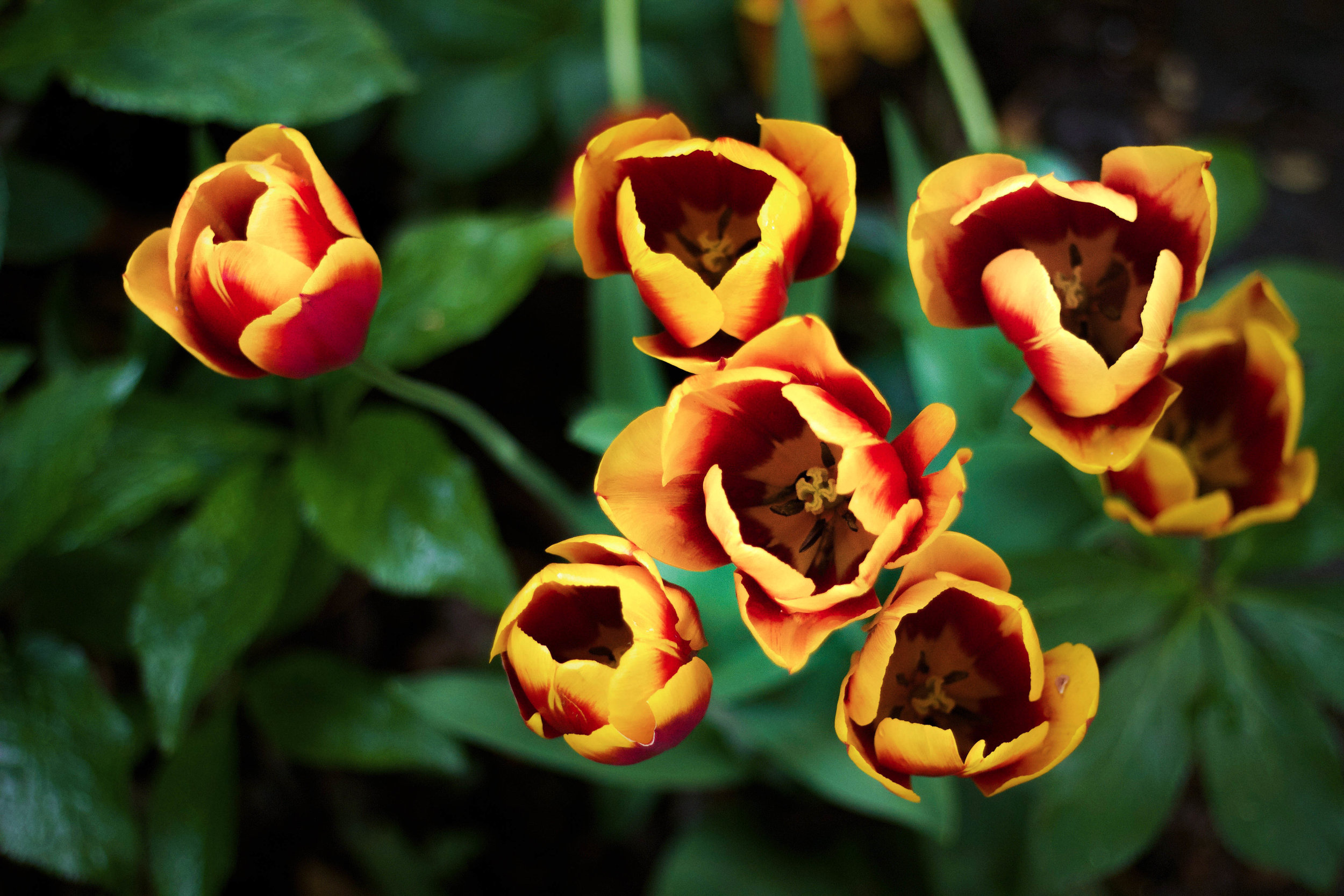 I still can't tell if I love or hate the photos of these pretty babies, but they were just too vibrant and beautiful not to post 