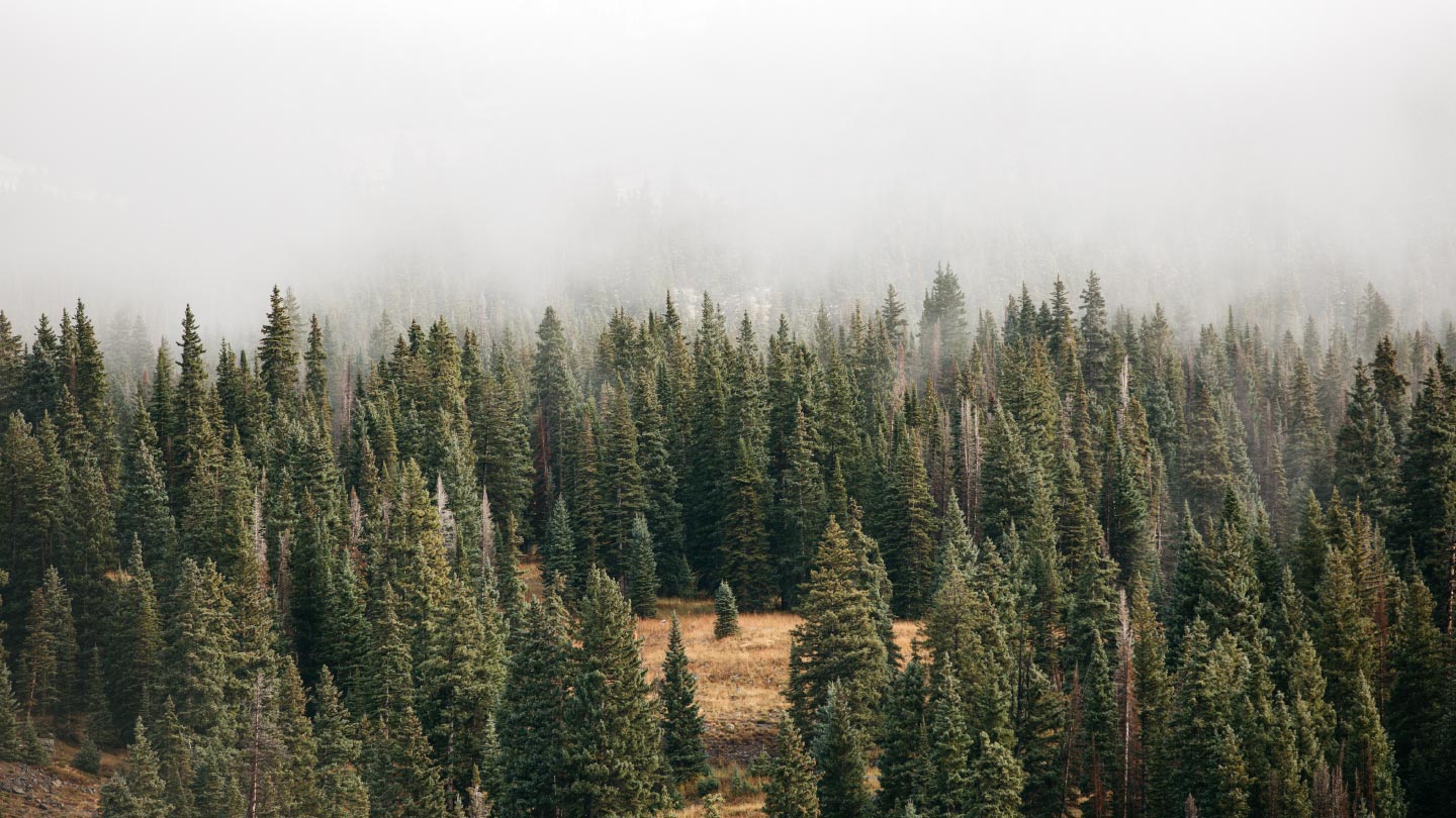 01_ForestBG.jpg